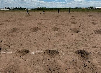 FCAyF-UACH establece parcela experimental para definir la densidad óptima de plantación de sotol.