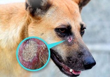 Detectan gusano barrenador en un perro