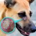 Detectan gusano barrenador en un perro