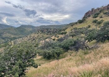 Estudio doctoral de la FZ y E-UACH analiza los efectos del cambio climático en la vegetación de Chihuahua.