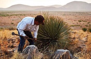 UACH impulsa investigación para fortalecer la producción sostenible de sotol en Chihuahua.