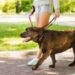 Seguros para mascotas: ¿Vale la pena protegerse ante mordeduras y daños causados por tu perro?