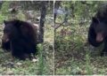 Liberaron a oso negro que salvaron de incendio en Madera