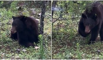 Liberaron a oso negro que salvaron de incendio en Madera