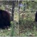 Liberaron a oso negro que salvaron de incendio en Madera