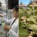 Buscan investigadores de FCQ-UACH desarrollar biofertilizantes a partir de vinazas de sotol.