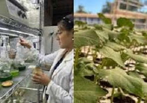 Buscan investigadores de FCQ-UACH desarrollar biofertilizantes a partir de vinazas de sotol.