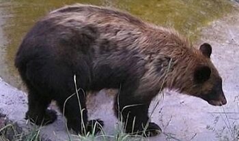 Captan oso negro en bebedero instalado en la carretera de NCG