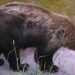 Captan oso negro en bebedero instalado en la carretera de NCG