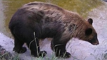 Captan oso negro en bebedero instalado en la carretera de NCG