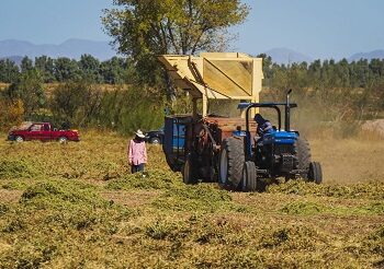 Meoqui cuenta con 36 mil 996 hectáreas sembradas que ponen en alto su vocación agrícola