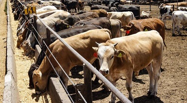 Reabrirán exportación de ganado en Puerto Palomas la siguiente semana