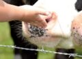 Descartan fiebre aftosa en Sonora; reanudan exportación de ganado