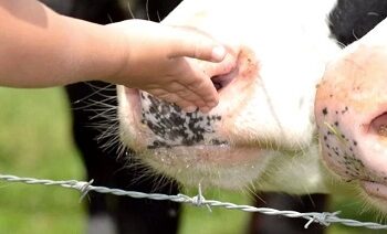 Descartan fiebre aftosa en Sonora; reanudan exportación de ganado